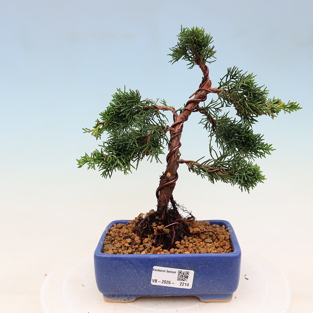 Bonsai da esterno - Juniperus chinensis Kishu