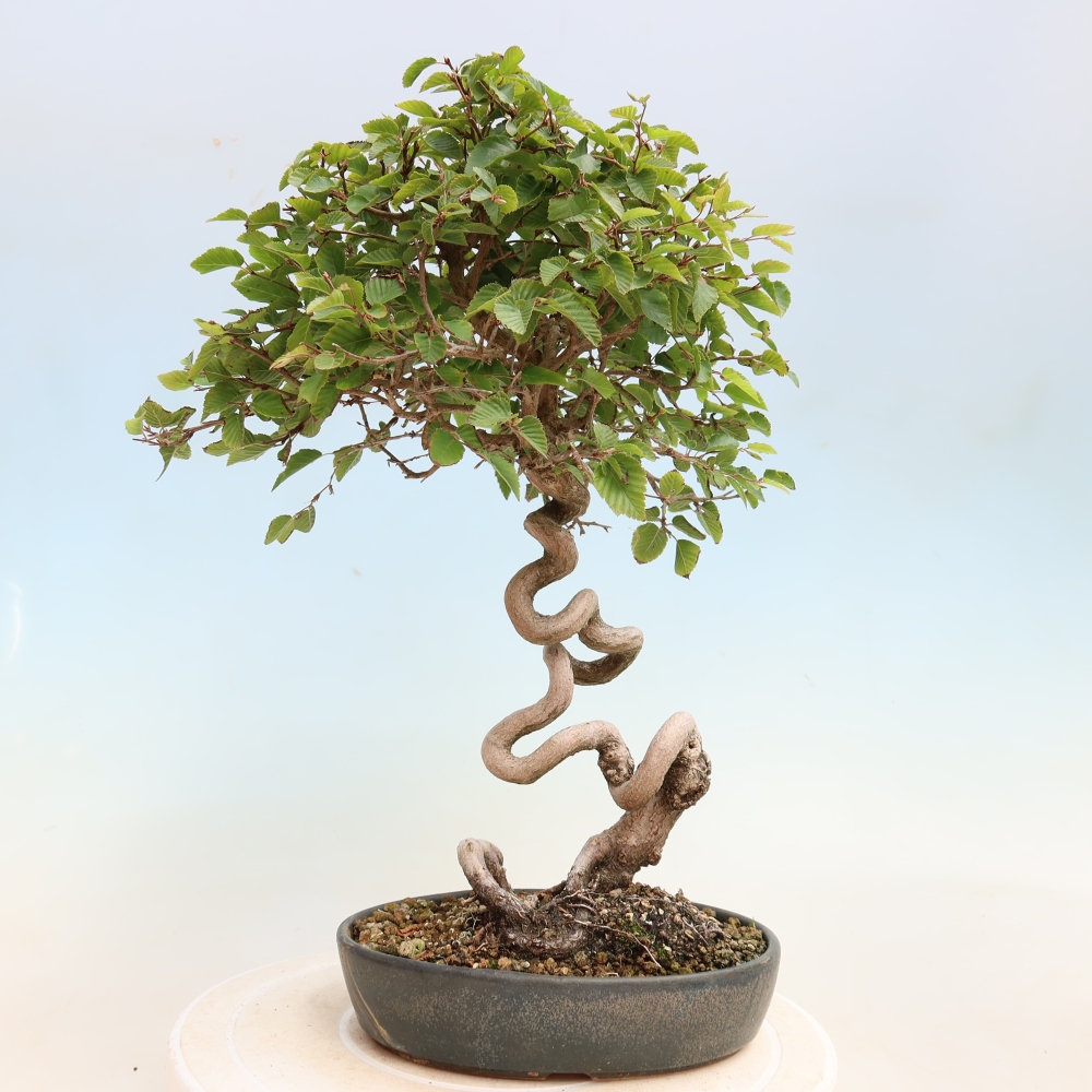 Bonsai da esterno -Carpinus CARPINOIDES - Carpino coreano