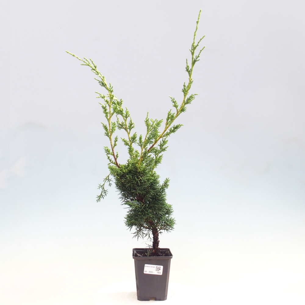Bonsai da esterno - Juniperus chinensis Kishu