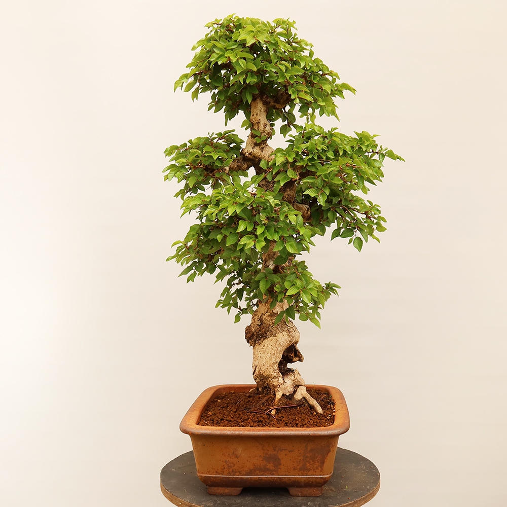Bonsai da esterno -Carpinus Coreana - Carpino coreano