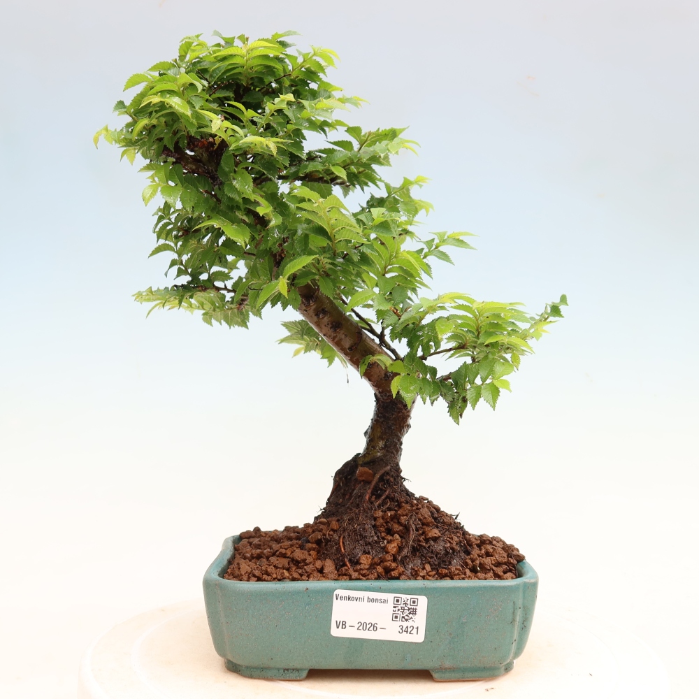 Bonsai da esterno - Ulmus Jacqueline Hillier - Olmo magnifico