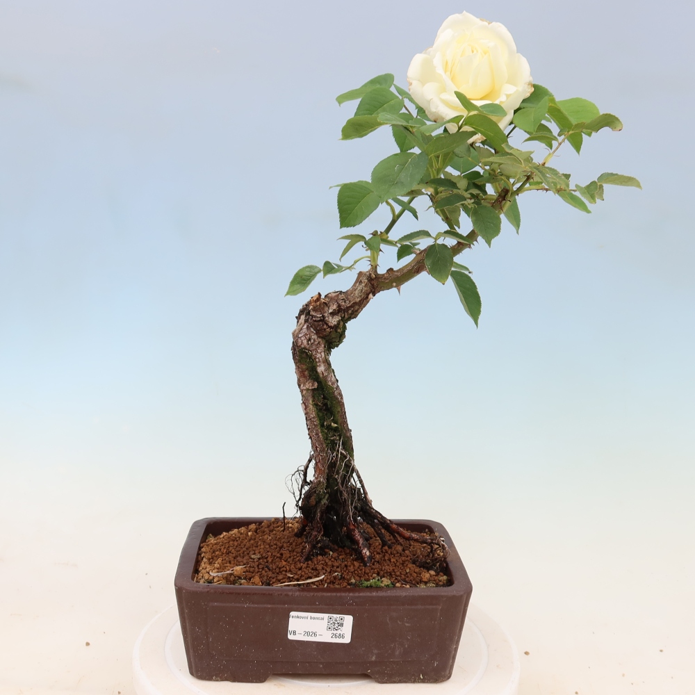 Bonsai da esterno - Rosa Kordes - rosa