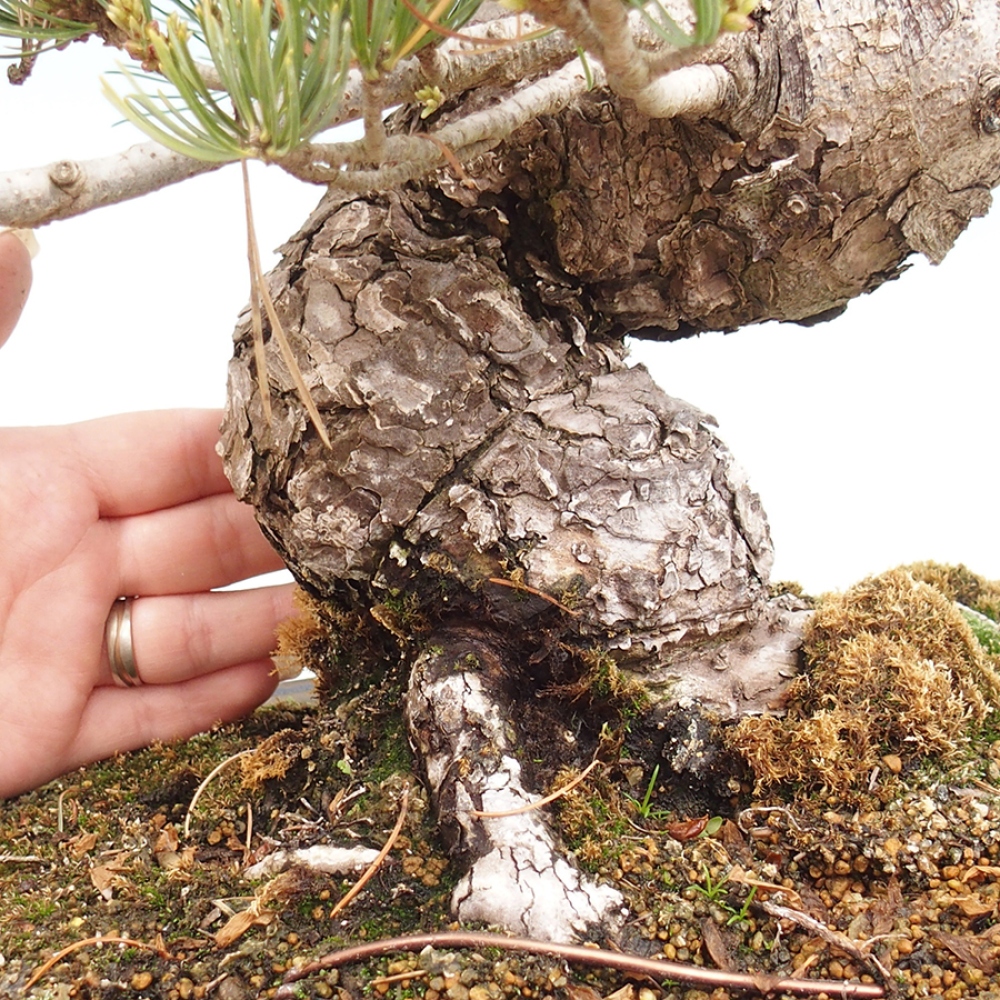 Bonsai da esterno - Pinus parviflora - Pinus parviflora