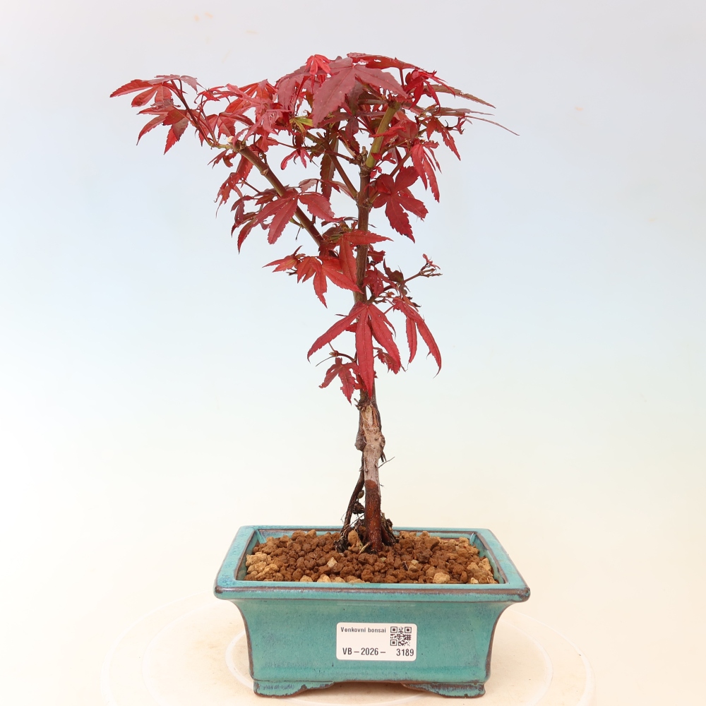 Bonsai da esterno - Acero palmatum - Acer palmatum Berry Broom 
