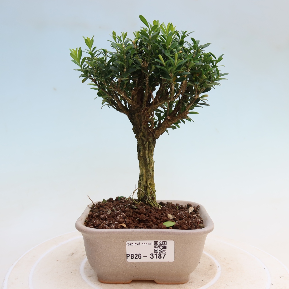 Camera bonsai - Buxus harlandii - buxus da sughero