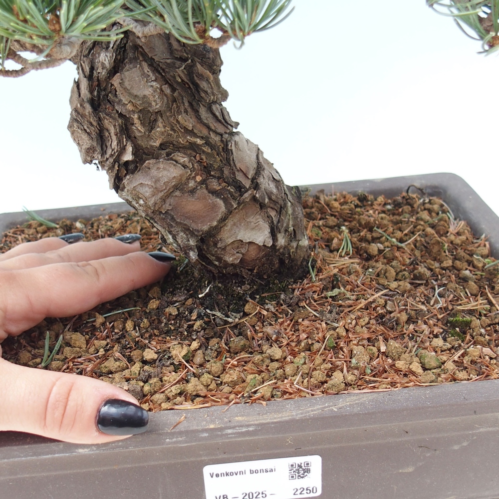 Bonsai da esterno - Pinus parviflora - Pinus parviflora