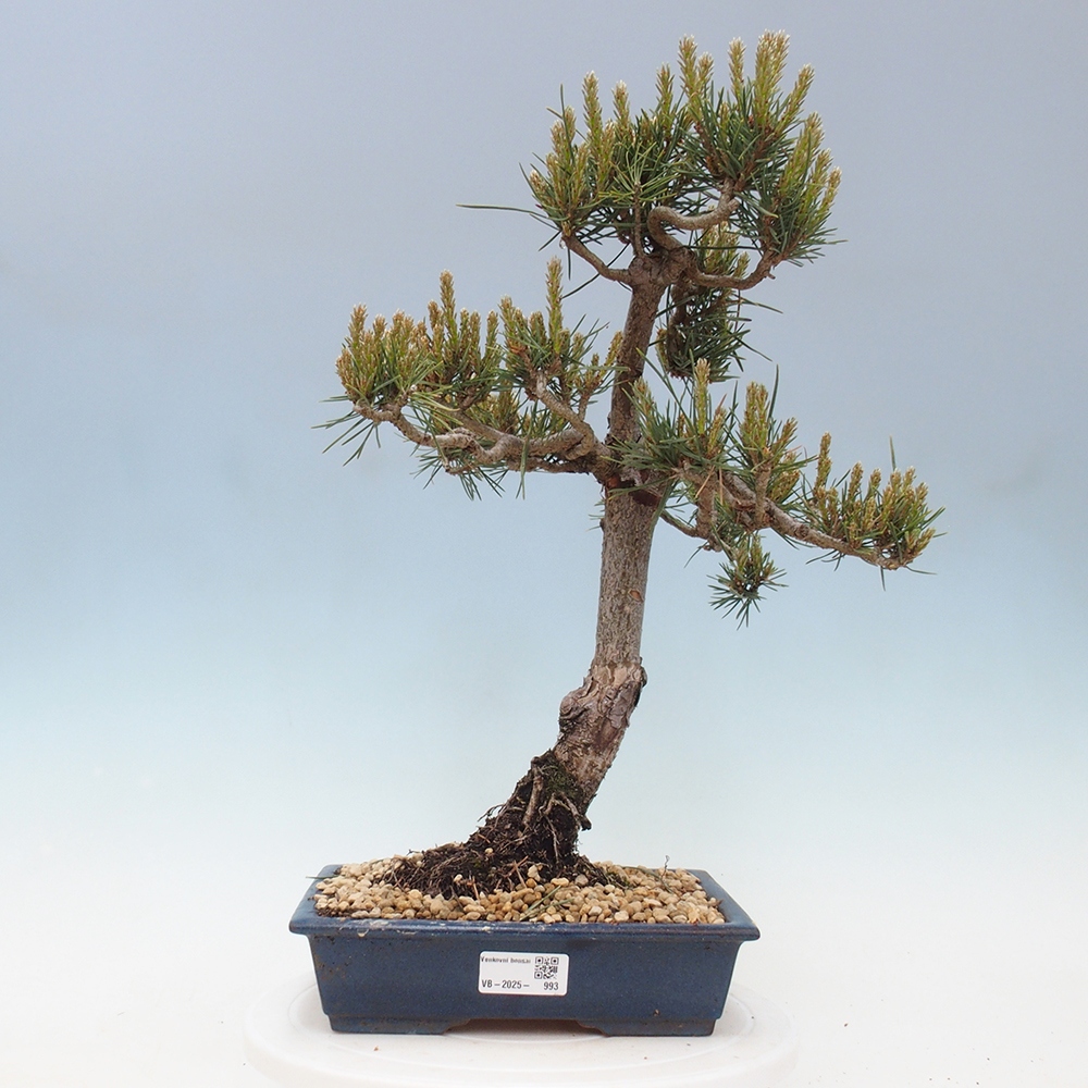 Bonsai da esterno - Pinus Sylvestris Watererri - Pino silvestre