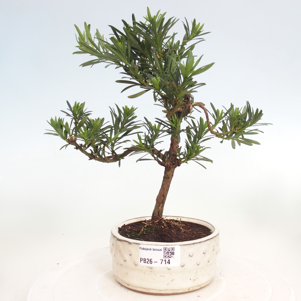 Camera bonsai - Podocarpus - Tasso delle pietre