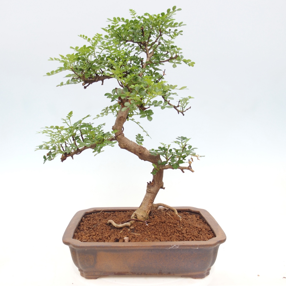 Camera bonsai - Zantoxylum piperitum - albero del pepe