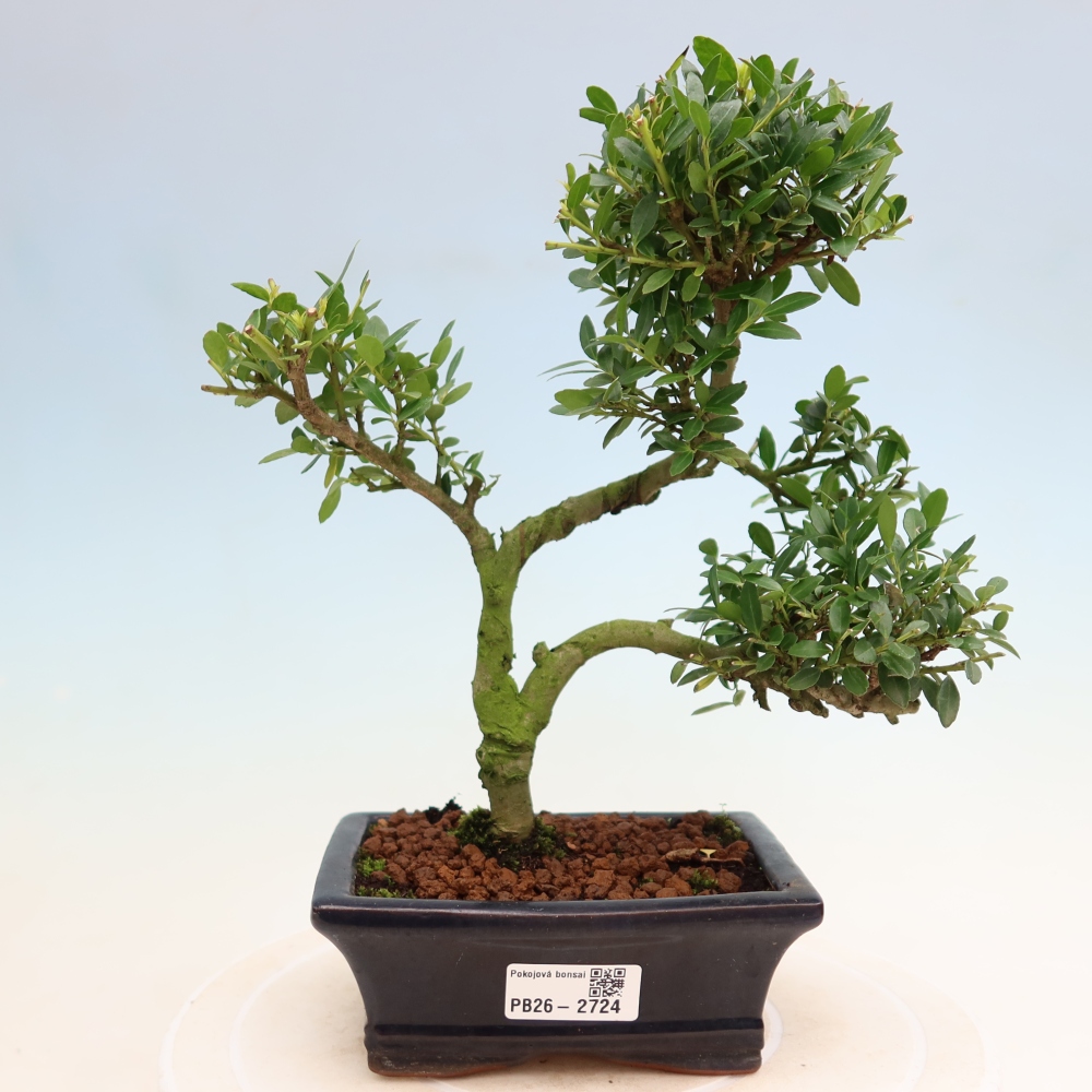 Camera bonsai - Ilex crenata - Agrifoglio