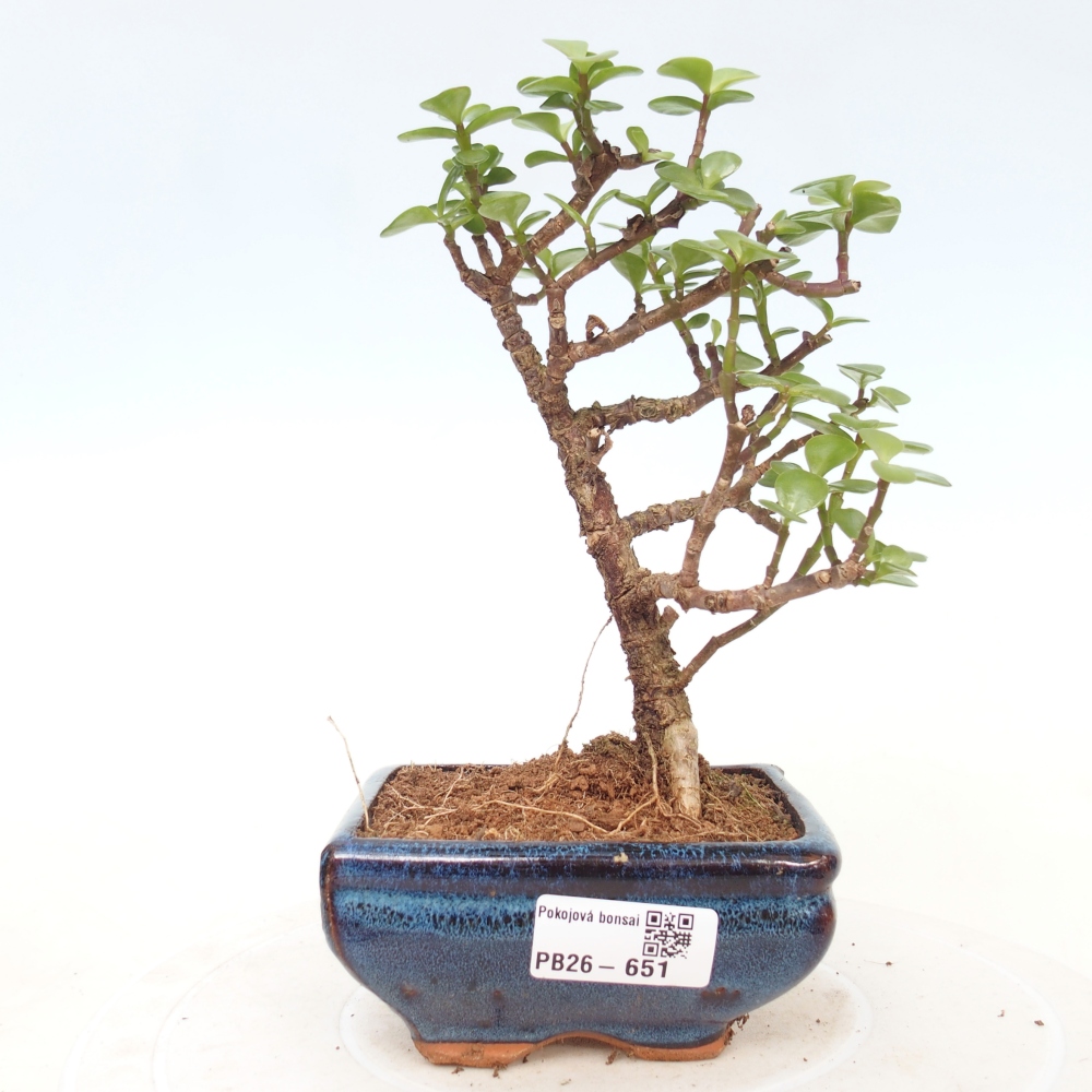 Camera bonsai - Portulakaria Afra - Tlustice