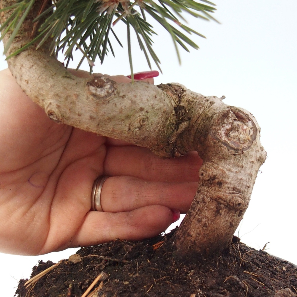 Bonsai da esterno - Pinus thunbergii senjyumaru - Pino di Thunberg