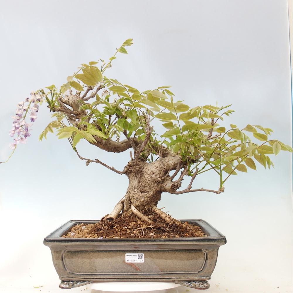 Bonsai da esterno - Glicine floribunda