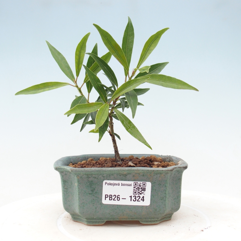 Camera bonsai - Ficus nerifolia - ficus a foglie piccole