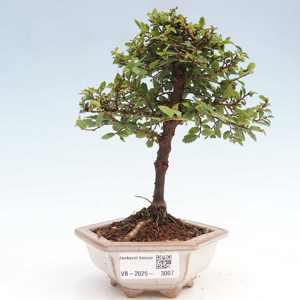 Bonsai da esterno - Ulmus parvifolia Sagei - Olmo a foglie piccole