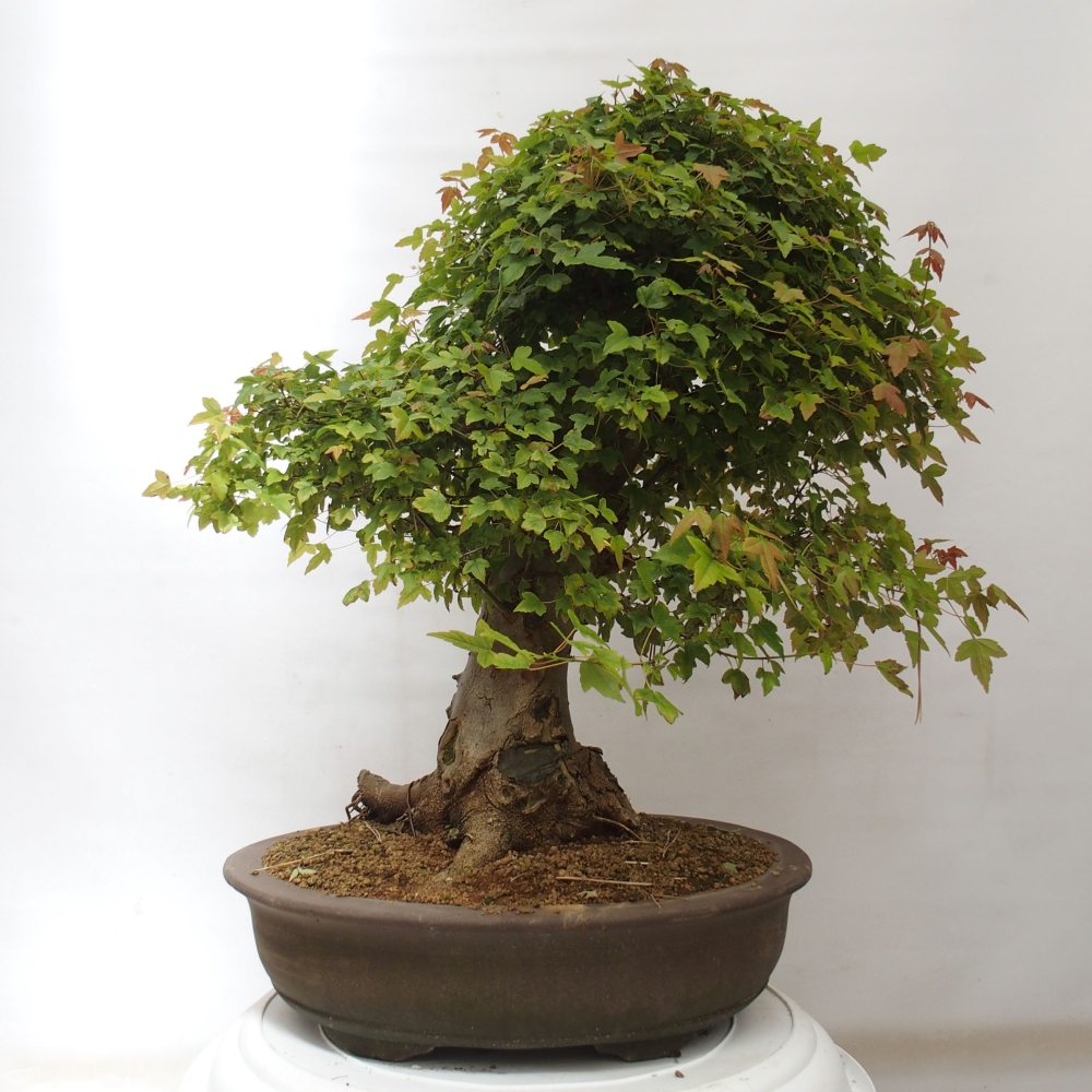 Bonsai da esterno - Acer Buergerianum - Acero di Burger