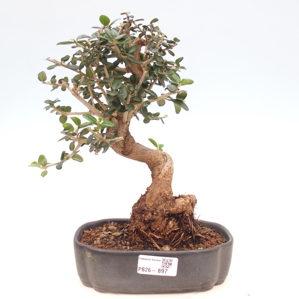 Bonsai da interno - Olea europaea sylvestris