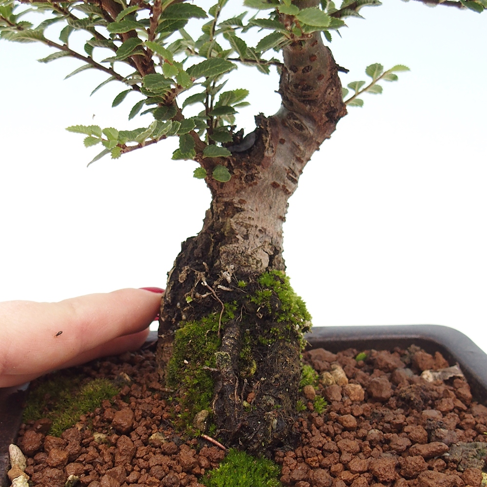 Bonsai da esterno - Ulmus parvifolia Hokkaido - Olmo cinese
