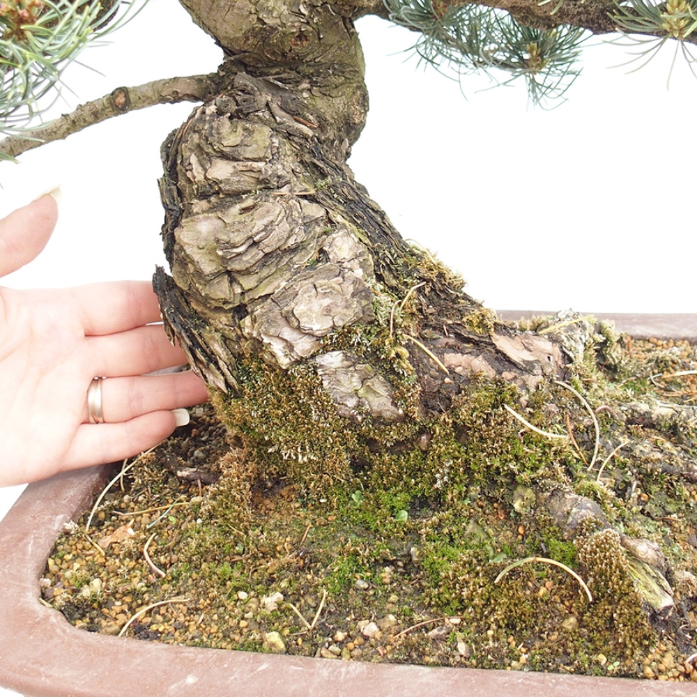 Bonsai da esterno - Pinus parviflora - Pinus parviflora