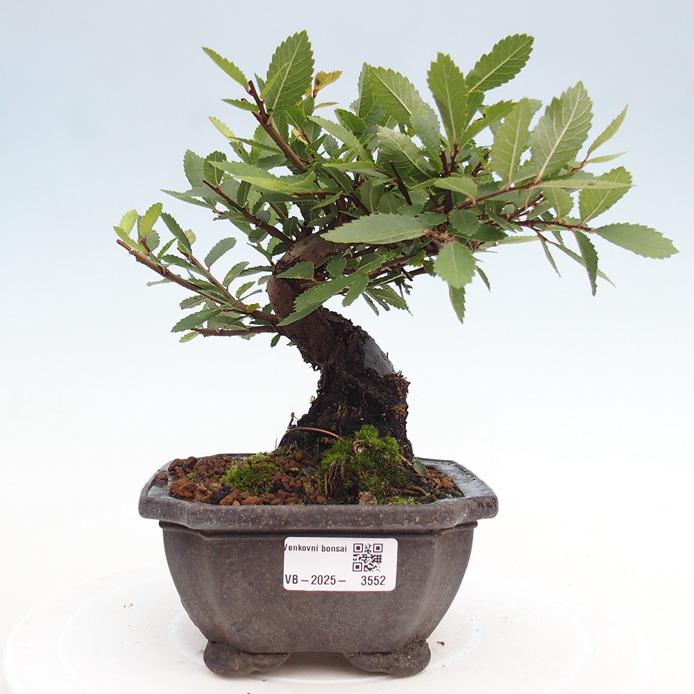 Bonsai da esterno - Zelkova - Zelkova NIRE