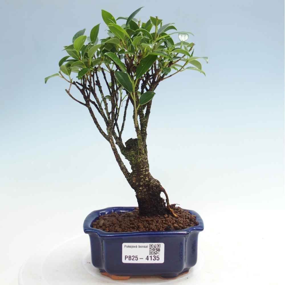 Camera bonsai Ficus retusa kimmen