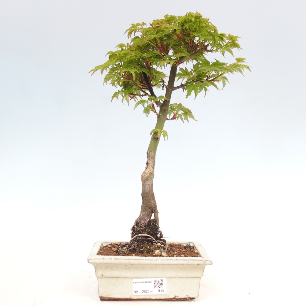 Bonsai da esterno -Palma di Giava Acer palmatum Shishigashira