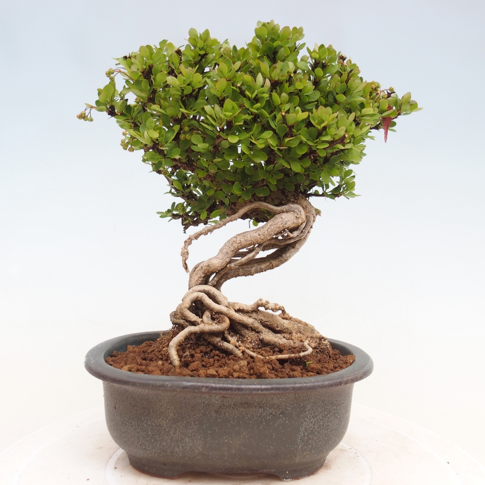 Bonsai da esterno - Berberis coreana