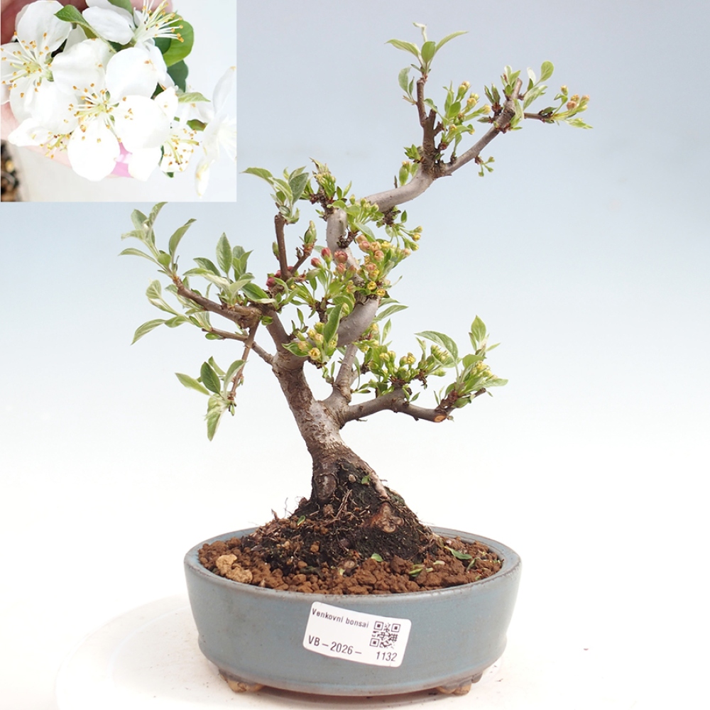 Bonsai da esterno - Malus sargentii - Melo a frutto piccolo