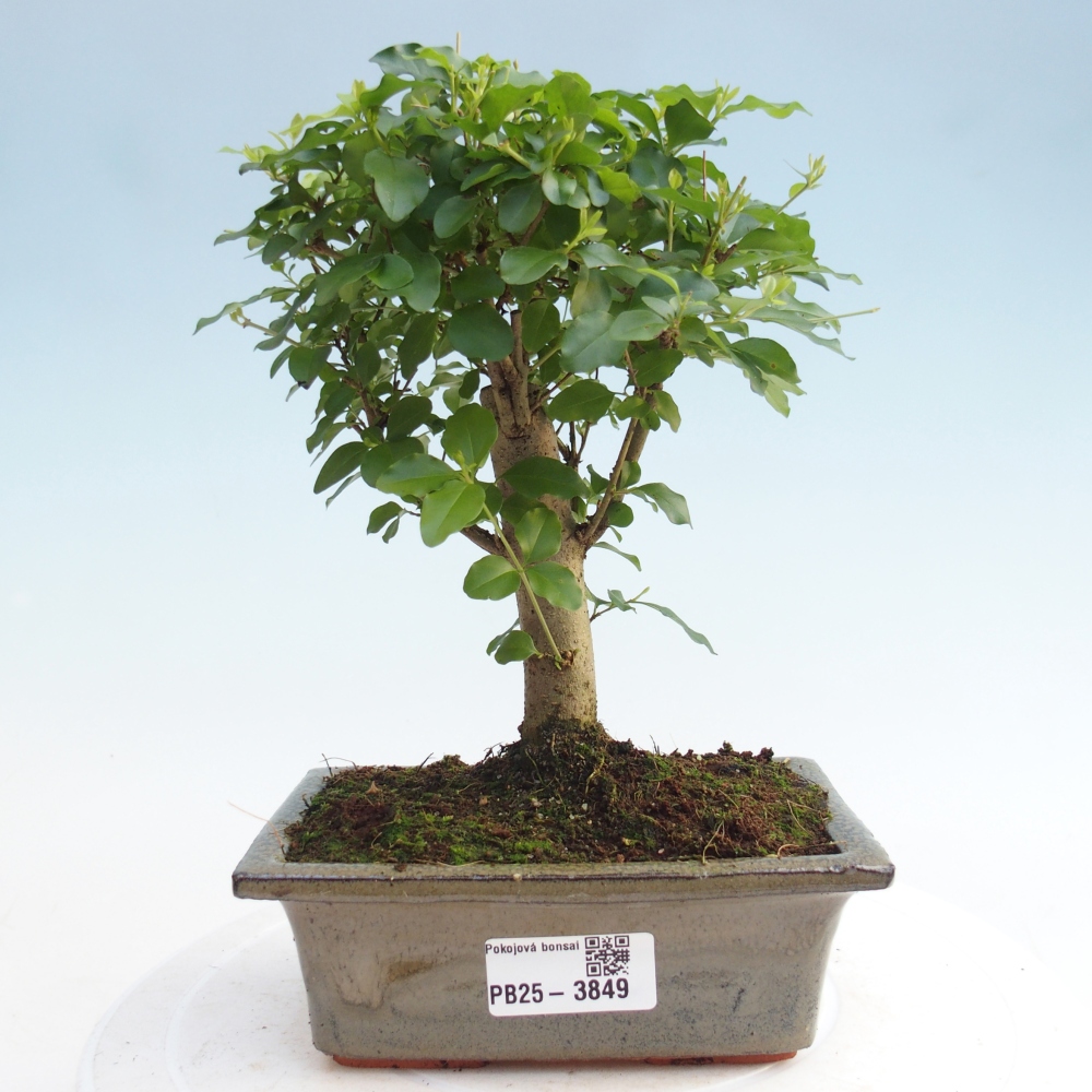 Camera bonsai -Ligustrum chinensis - Becco d'uccello
