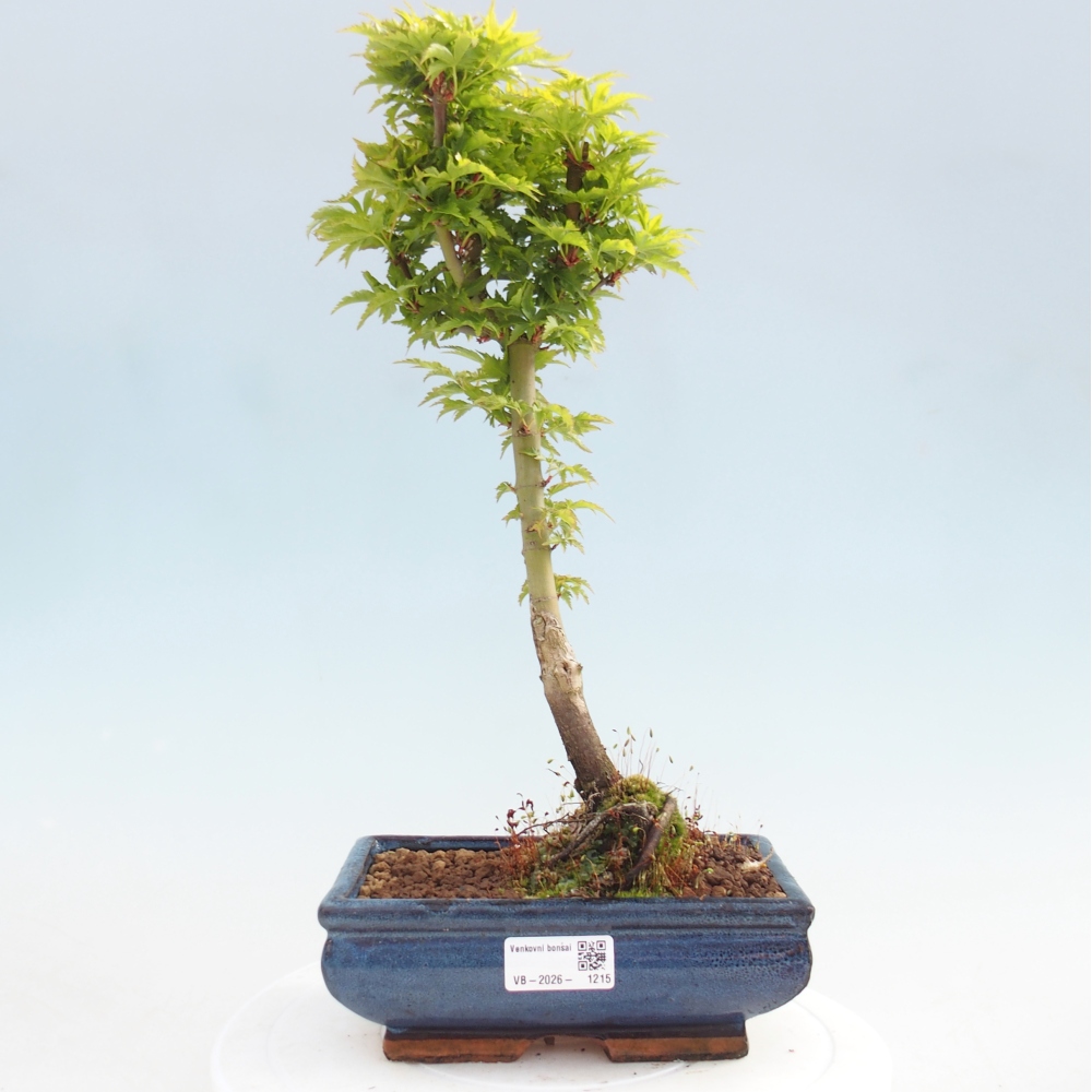 Bonsai da esterno -Palma di Giava Acer palmatum Shishigashira
