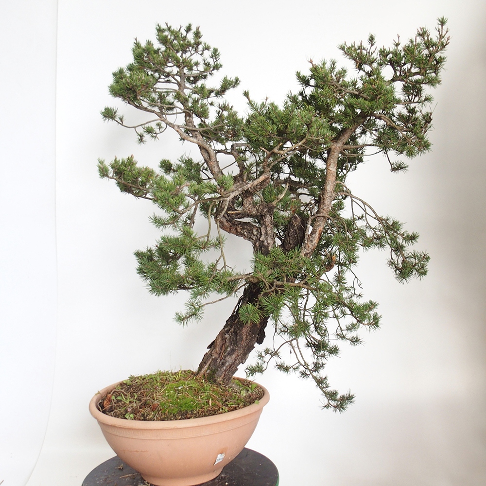 Yamadori - Pinus sylvestris Spagna