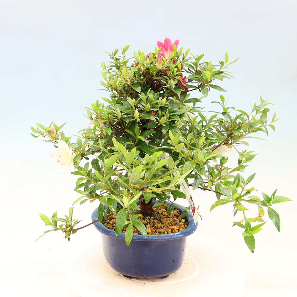 Bonsai da esterno - Azalea giapponese - Azalea Suigootome