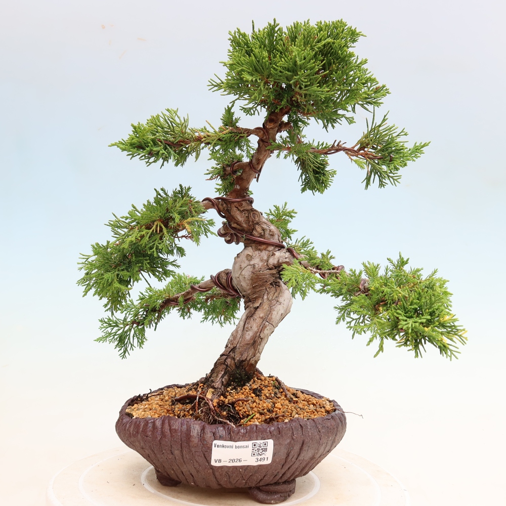 Bonsai da esterno - Juniperus chinensis Itoigawa-Juniperus chinensis