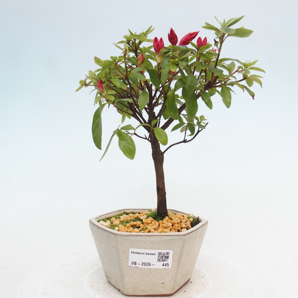 Bonsai da esterno - Azalea giapponese - Azalea sp.