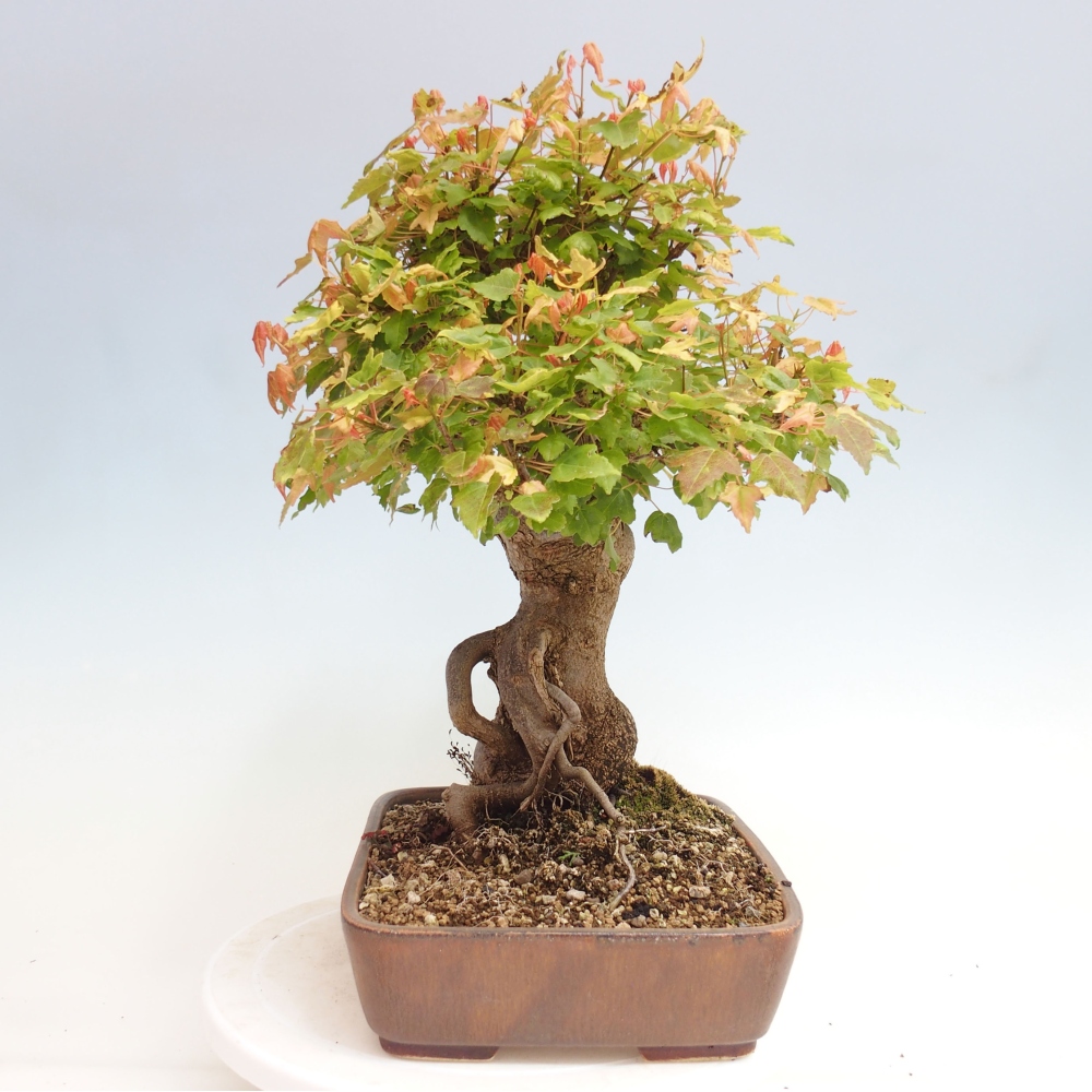 Bonsai da esterno - Acer Buergerianum - Acero di Burger