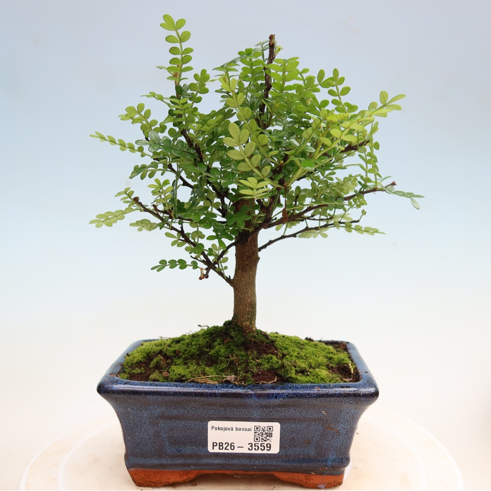 Camera bonsai - Zantoxylum piperitum - albero del pepe