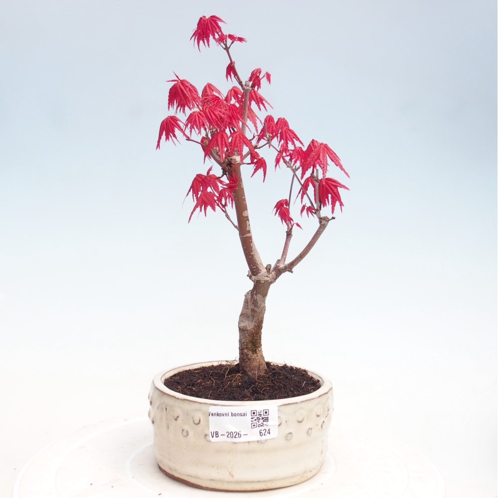 Bonsai da esterno - Acer palmatum DESHOJO
