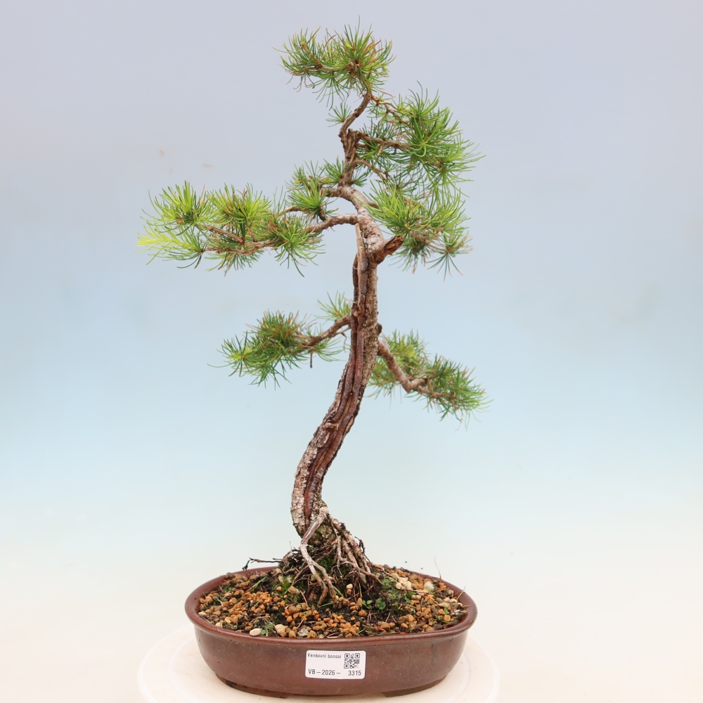 Bonsai da esterno -Larix decidua - Larice