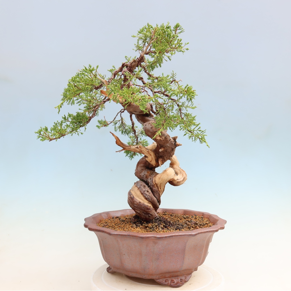 Bonsai da esterno - Juniperus chinensis Itoigawa-Juniperus chinensis
