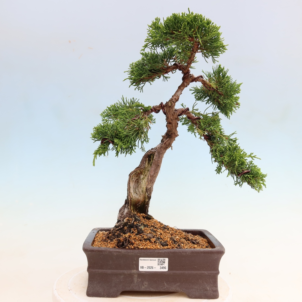 Bonsai da esterno - Juniperus chinensis Itoigawa-Juniperus chinensis