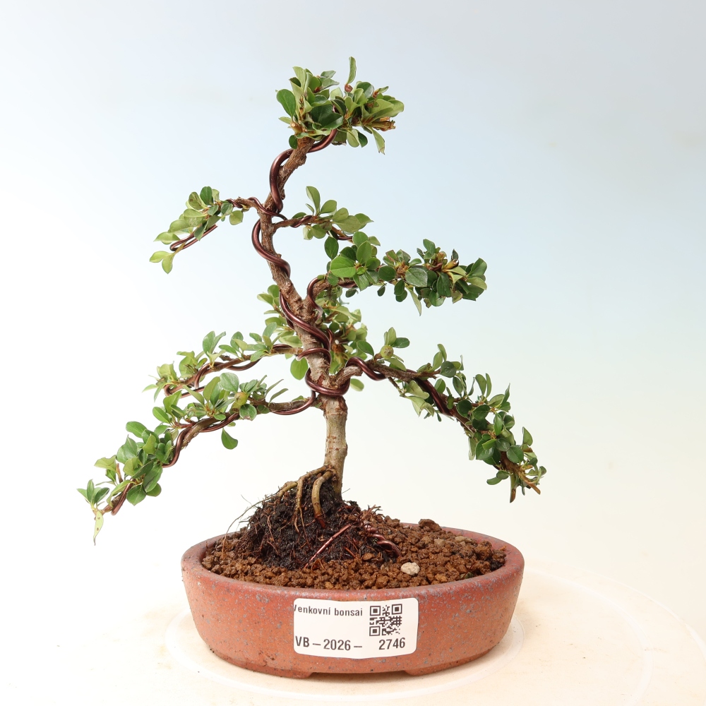 Bonsai da esterno - Cotoneaster horizontalis - Montagna rocciosa