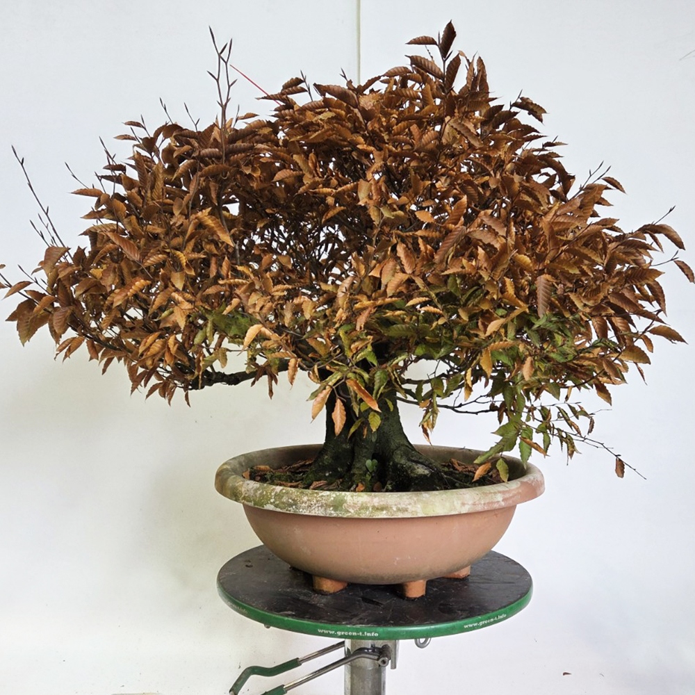 Bonsai da esterno - Fagus crenata