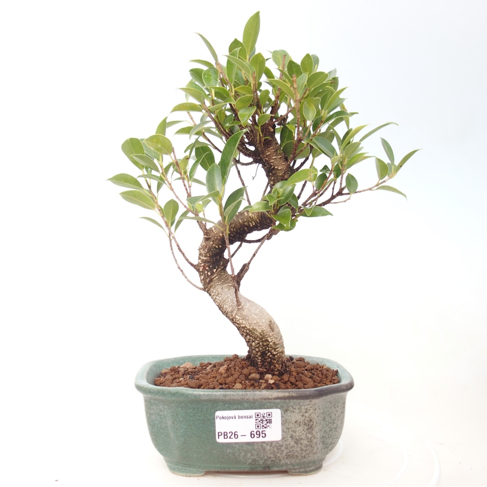 Camera bonsai - Ficus retusa - ficus a foglie piccole