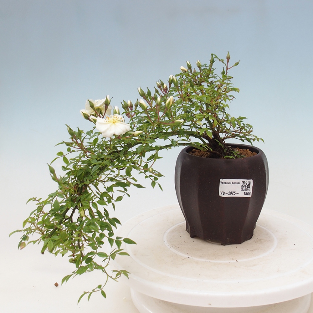 Bonsai da esterno - Rosa Sea Foam - rosa