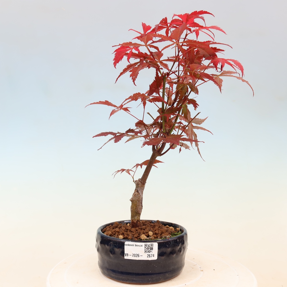 Bonsai da esterno - Palma Acer. Atropurpureum-Javor palmate