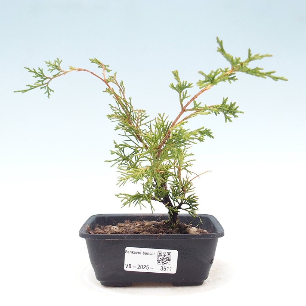 Bonsai da esterno - Juniperus chinensis Itoigawa