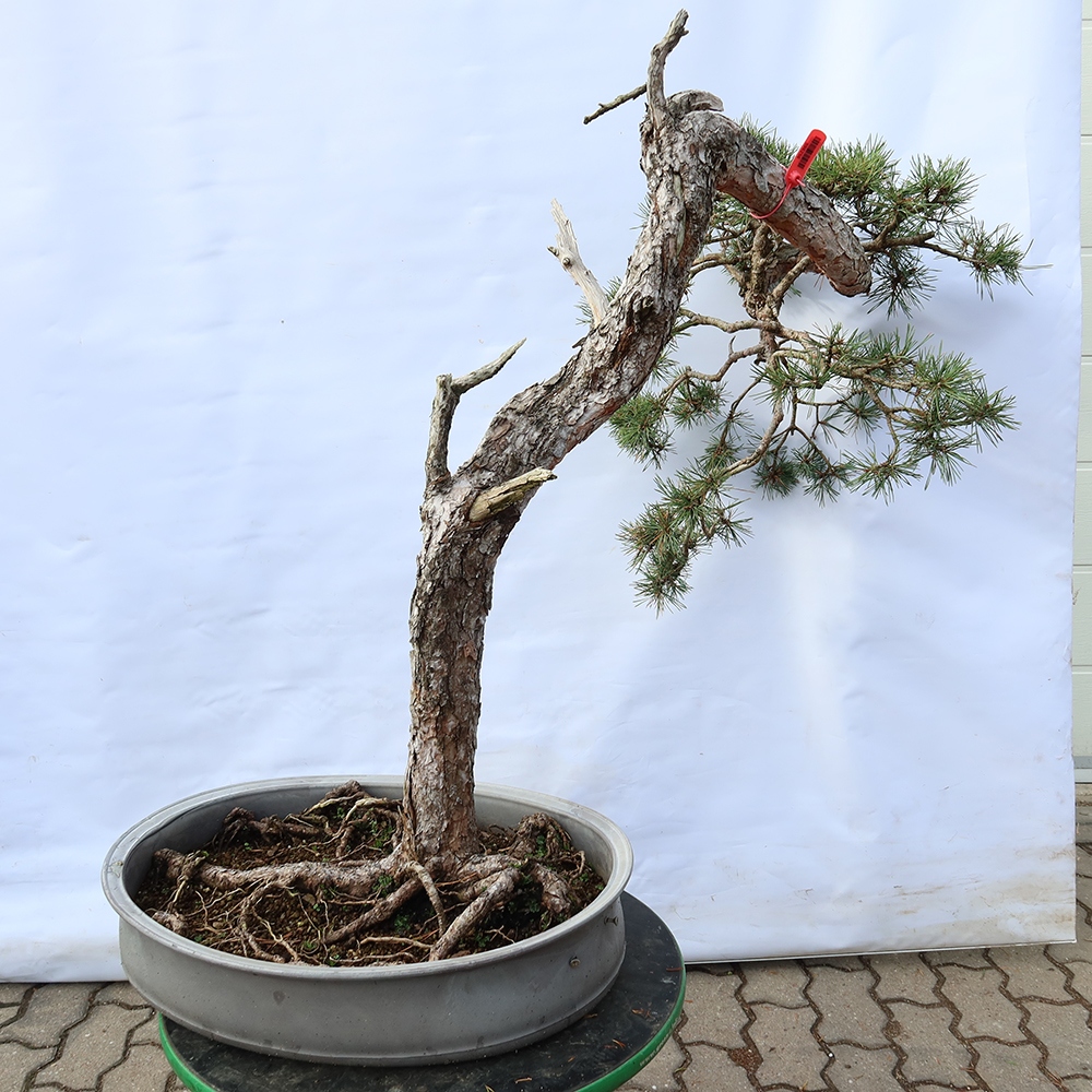 Pinus sylvestris Spagna - pino silvestre