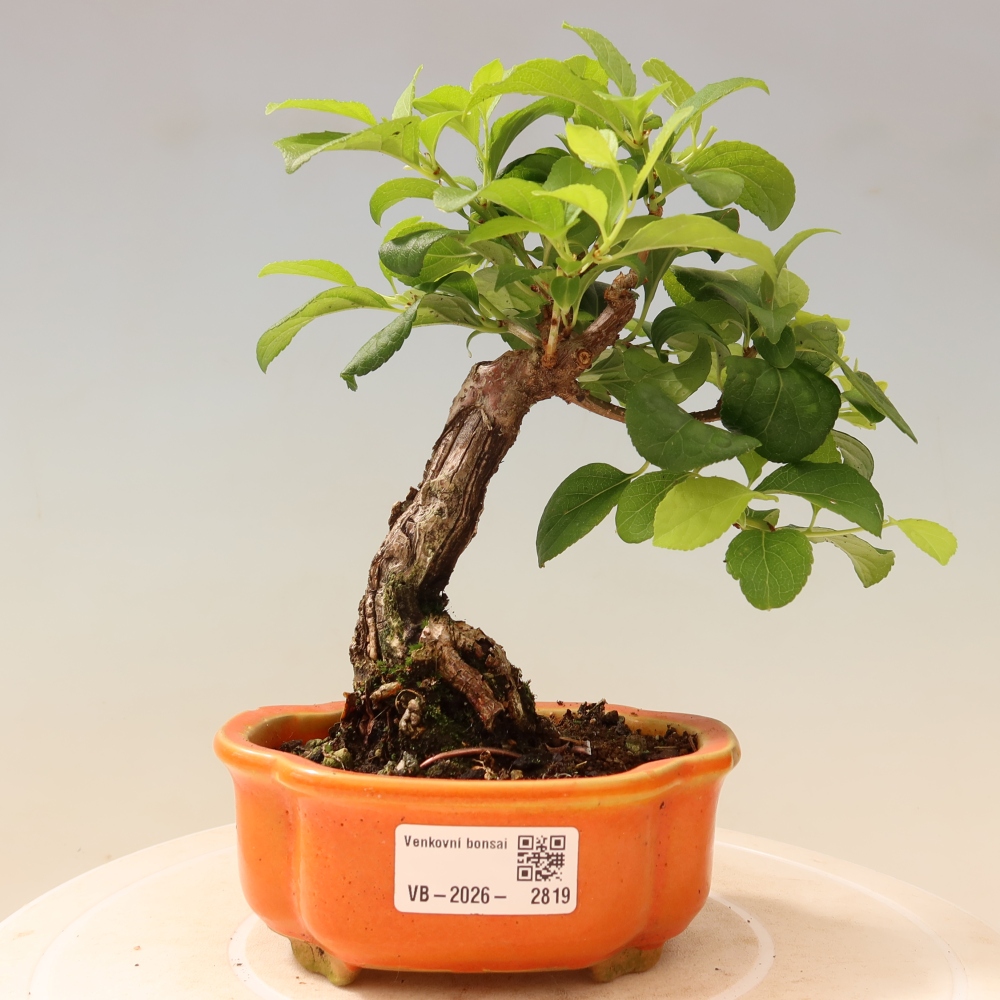 Bonsai da esterno - Celastrus orbiculatus