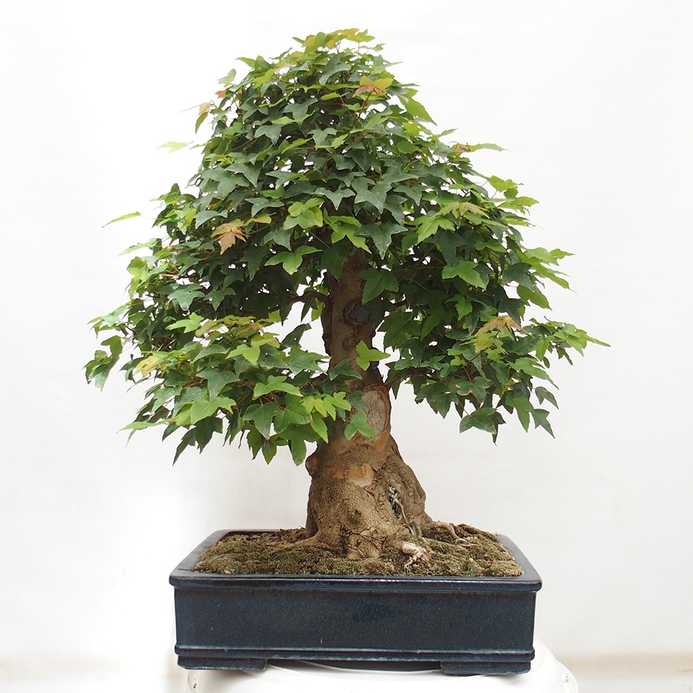 Bonsai da esterno - Acer Buergerianum - Acero di Burger