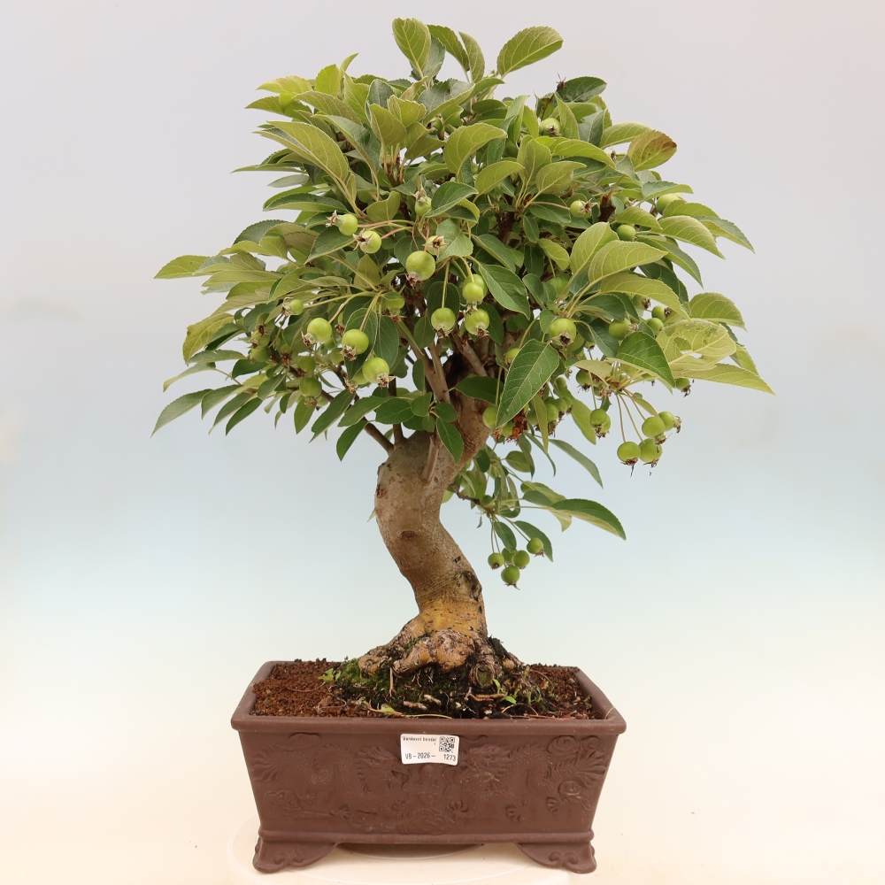 Bonsai da esterno -Malus halliana - Melo a frutto piccolo